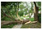 Urgent Tree Services Sydney - Northern Beaches Garden & Trees