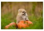 Pomeranian Puppies for Sale in Mumbai