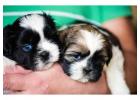 Shih Tzu Puppies for Sale in