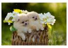 Pomeranian Puppies for Sale in