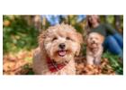 Poodle Puppies for Sale in