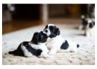 Shih Tzu Puppies for Sale in