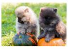 Pomeranian Puppies for Sale in