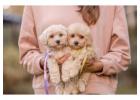 Poodle Puppies for Sale in