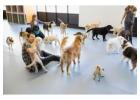 Dog Care Montavilla