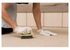 How to Get Vomit Out of Carpet | Complete Cleaning Guide