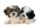 Shih Tzu Puppies for Sale in