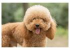 Poodle Puppies for Sale in
