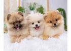 Pomeranian Puppies for Sale in