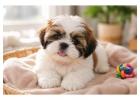 Shih Tzu Puppies for Sale in