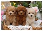 Poodle Puppies for Sale in