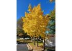 Windover Gold Ginkgo Tree | Delivery, Planting & 1-Year Warranty