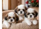 Shih Tzu Puppies for Sale in