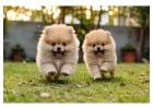 Pomeranian Puppies for Sale in