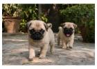 Pug Puppies for Sale in