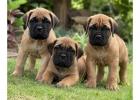 Bullmastiff Puppies for Sale in