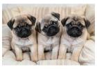 Pug Puppies for Sale in