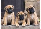Bullmastiff Puppies for Sale in