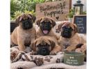 Bullmastiff Puppies for Sale in