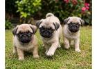 Pug Puppies for Sale in