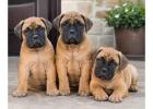 Bullmastiff Puppies for Sale in