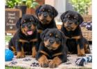 Rottweiler Puppies for Sale in