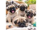 Pug Puppies for Sale in