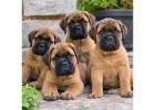 Bullmastiff Puppies for Sale in