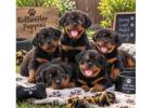Rottweiler Puppies for Sale in