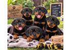 Rottweiler Puppies for Sale in
