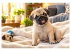 Pug Puppies for Sale in