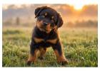 Rottweiler Puppies for Sale in