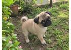 Pug Puppies for Sale in