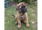Bullmastiff Puppies for Sale in