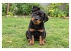 Rottweiler Puppies for Sale in
