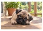 Pug Puppies for Sale in