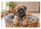 Bullmastiff Puppies for Sale in