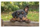 Rottweiler Puppies for Sale in