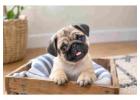 Pug Puppies for Sale in