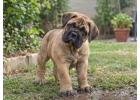 Bullmastiff Puppies for Sale in