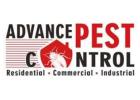 Bed Bugs Vancouver