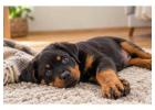 Rottweiler Puppies for Sale in
