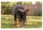 Rottweiler Puppies for Sale in