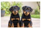 Rottweiler Puppies for Sale in