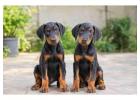 Doberman puppies for sale in