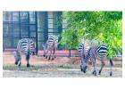 Export and Import Animal Services in Thailand