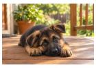 German Shepherd Puppies for Sale in