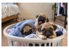 Pug Puppies for Sale in