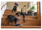 Doberman puppies for sale in