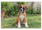 Boxer Puppies for Sale in